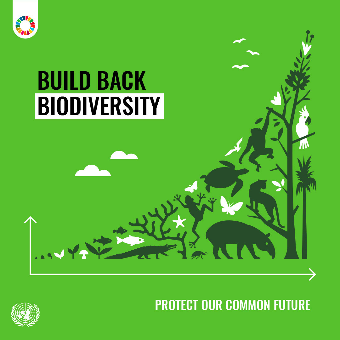 Every action counts when it comes to protecting biodiversity and ecosystems. Learn more and find out how you can contribute to preserving life on land. 🌿 #GlobalGoals un.org/sustainabledev…