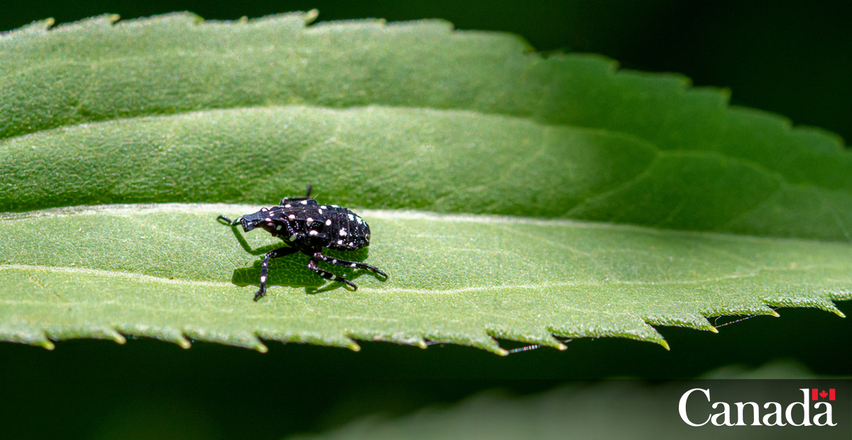 Spot it? Snap, catch and report it. Help prevent the #SpottedLanternfly from spreading into Canada. Spring is the time to be on the lookout for egg masses and nymphs. If you see any, make sure to take a photo, put them in a container and contact us! bit.ly/2XBzrJj