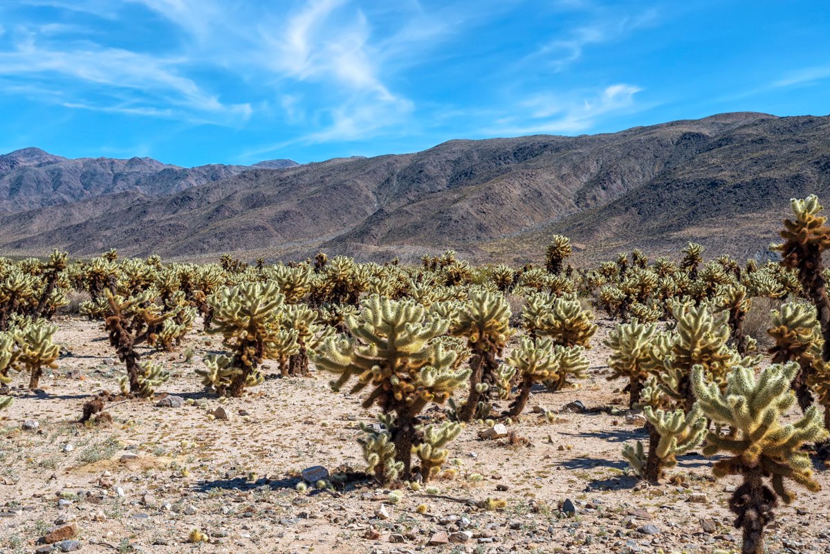 Cholla Cactus Gardens at Joshua Tree National Park. Wall Art available here: joseph-giacalone.pixels.com/featured/choll… #joshuatreenationalpark #wallart #homedecor #landscape