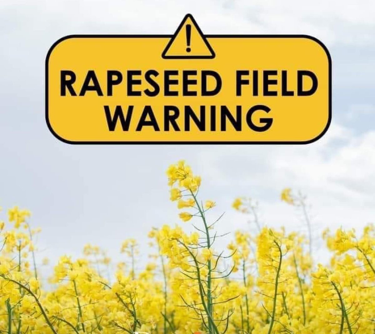 RAPESEED is extremely poisonous to dogs. #DogsTrust lists it as toxic if ingested but even walking through it should be avoided! In June 2019 a dog was reported to be suffering from severe open wounds after running through a crop of rapeseed #KeepDogsSafe #cavanpetcrematorium