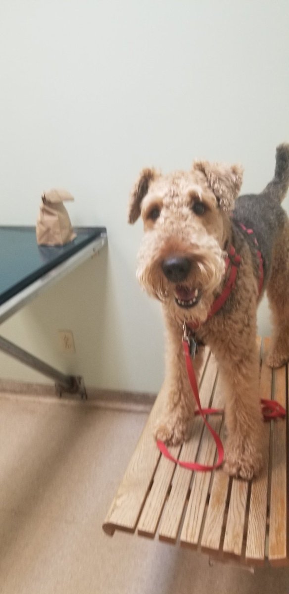 I'm at the vet. I might look happy but I'm not. I'm scaring all the assistants. Something's been up with my stomach off and on for a couple of weeks and I'm pretty agitated .Been keeping m&d up at night🙄