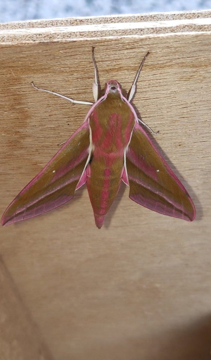 Wat zijn er weer gave foto's te vinden onder de #Meimotten! Dit keer van het groot avondrood. Ik heb alleen de nachtvlinder zelf, de rups hoop ik nog in de tuin te lokken 😬😬.