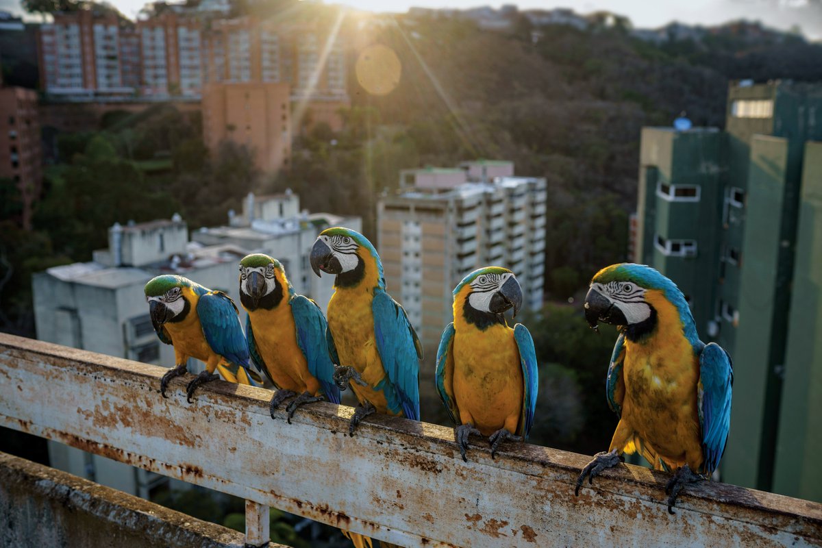 Blue-and-yellow macaws perch on a rooftop in Caracas, waiting to be fed by locals. (National Geographic Image Collection/Alejandro Cegarro)