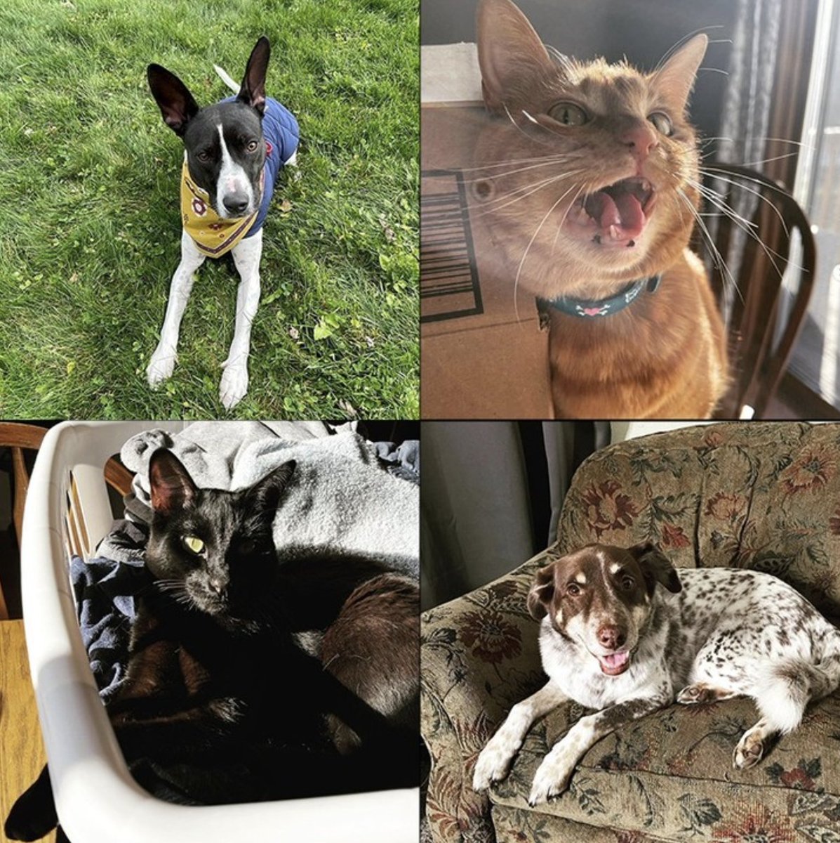 May is #NationalPetMonth, so we’d like to honor all four of The Singular Fortean Society’s furry mascots: Bullett, Jadzia, Éowyn, and Umbra! Do you have any animal friends that either help you investigate or cheer you on from the couch at home? We’d love to see them!