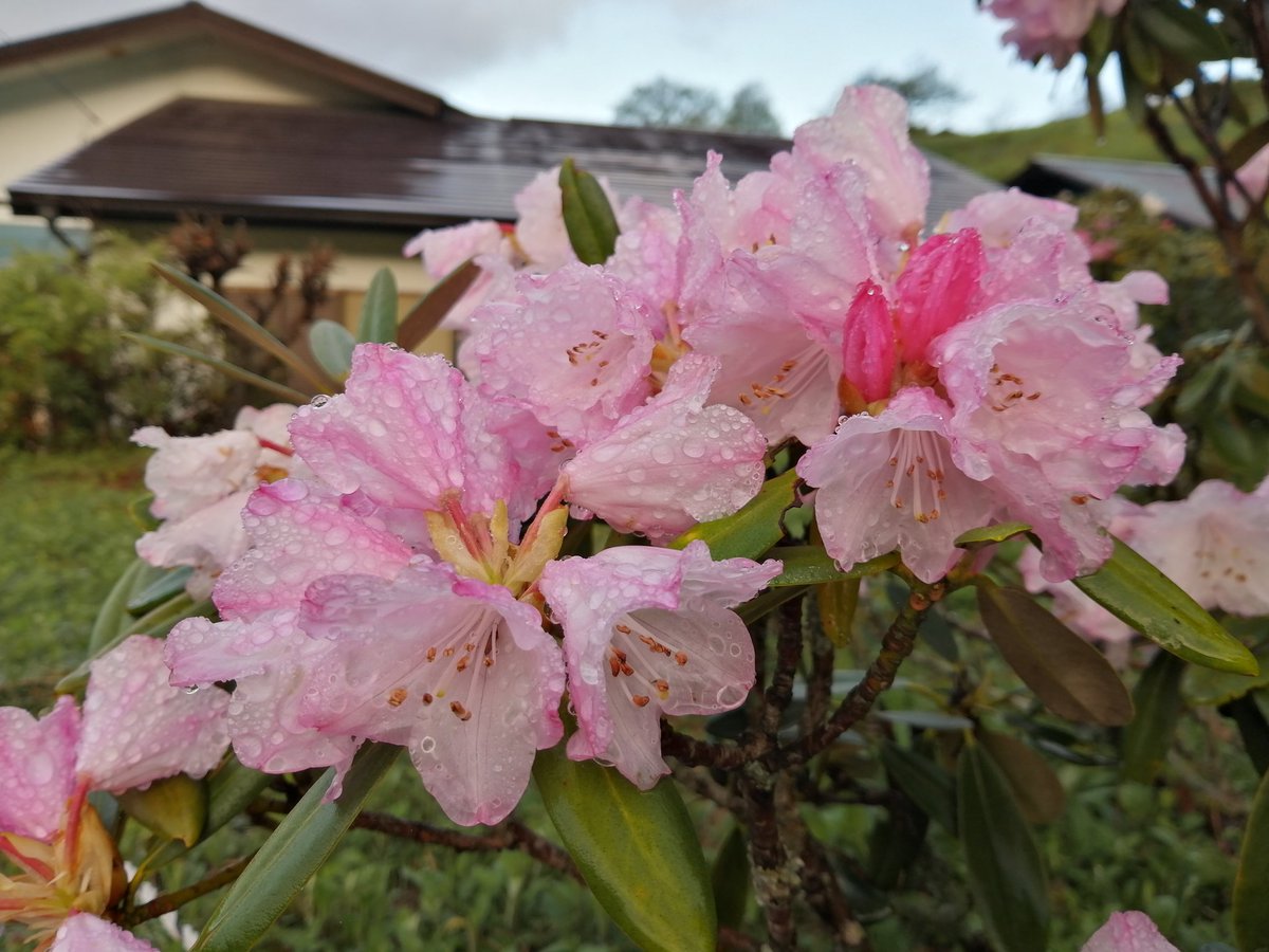 標高1000m付近の草花たち
しゃくなげ　中之条町入山