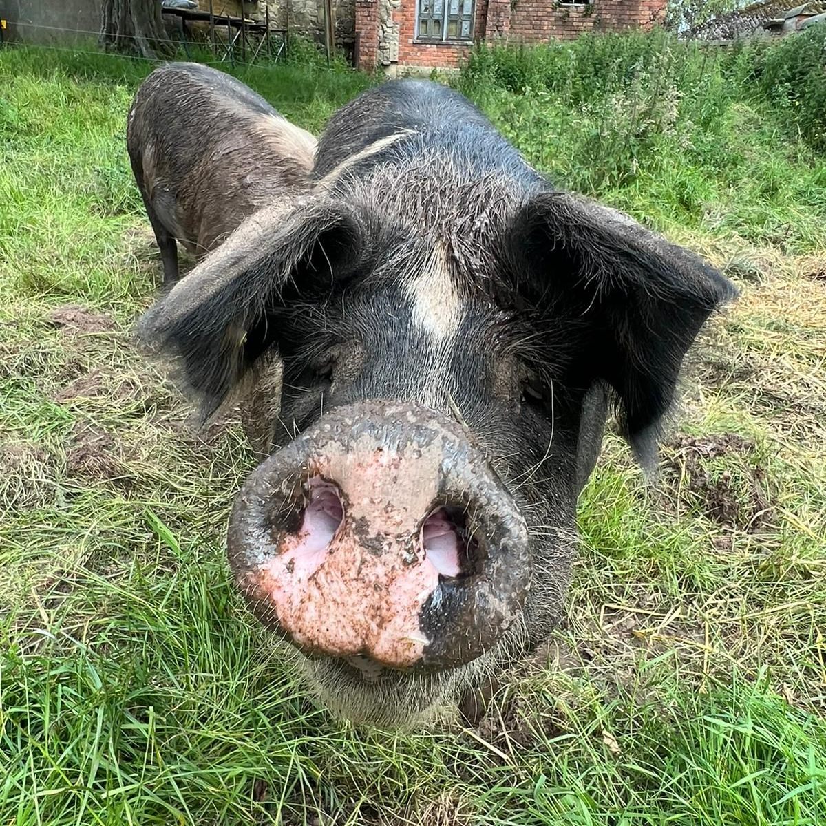 Ellesmere's Oteley Estate will be opening their gates on 9 June for a FREE Open Farm Sunday event. 🐖🐄 Plus, a garden open day is taking place this weekend (Sunday 5 May) from 11am to 4pm. 🌸 Read more here 👉 tinyurl.com/4ezsz5j9