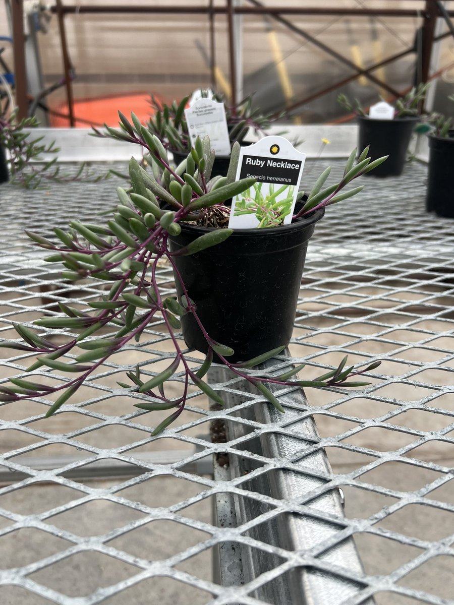 SEPolkFFA's tweet photo. Last chance to grab a beautiful hanging basket for Mom from SEP FFA greenhouse! Open Saturday May 4th, 8am-12pm https://t.co/9ASonufXMm