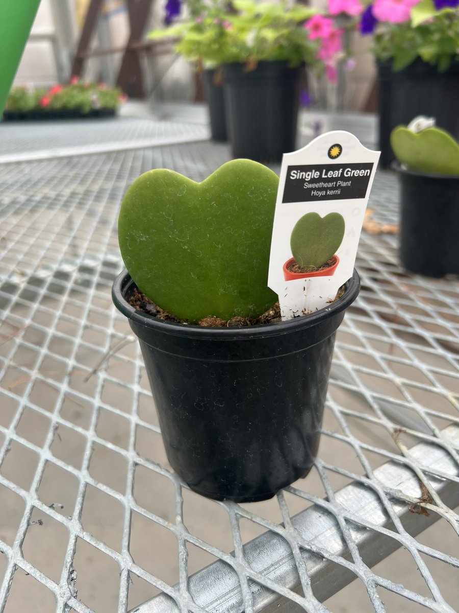 Last chance to grab a beautiful hanging basket for Mom from SEP FFA greenhouse! Open Saturday May 4th, 8am-12pm