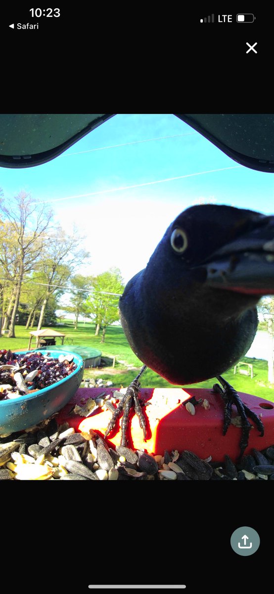 This here grackle is just checking to make sure you are having a good day so far: