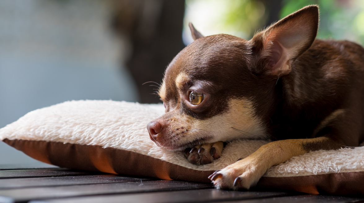 Après une dispute conjugale, un individu a battu à mort le chihuahua de sa compagne et lui a envoyé la vidéo des violences. Il comparaîtra devant le Tribunal correctionnel de Marseille le 6 juin 2024. 
La Fondation #30millionsdamis sera partie civile. 👇
30millionsdamis.fr/actualites/art…