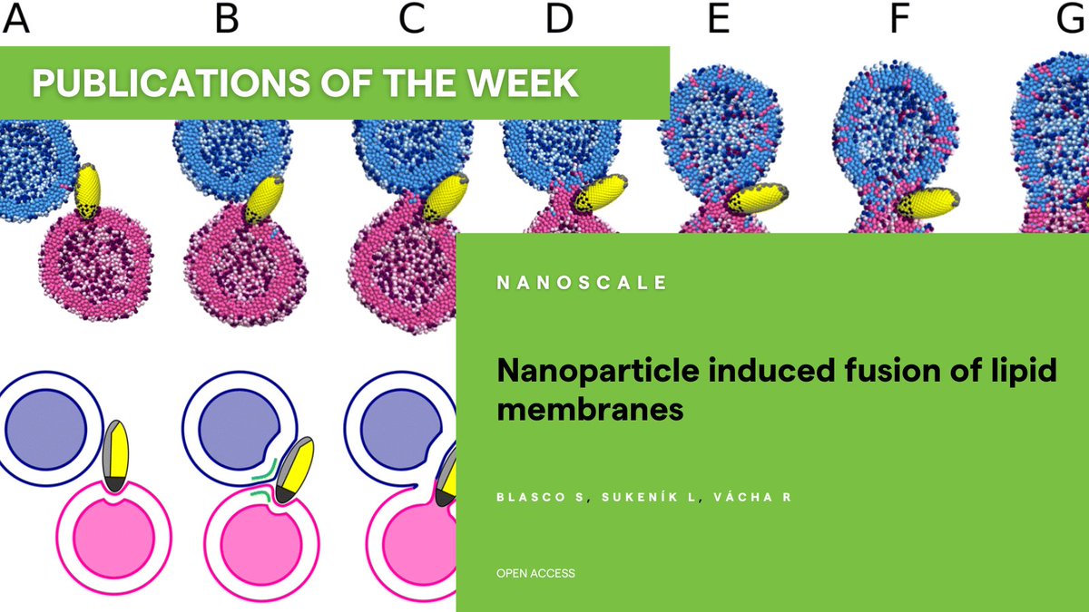 📗 #PublicationsOfTheWeek: 'Nanoparticle induced fusion of lipid membranes' in Nanoscale journal @RoySocChem 🔬 Research Group: @LabVacha See more ➡️ pubs.rsc.org/en/content/art… #CEITECScience