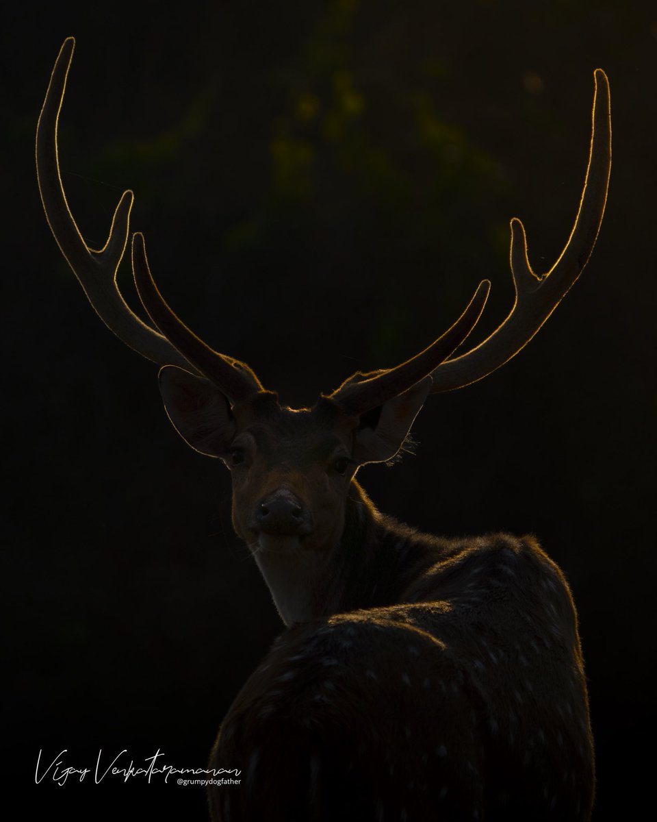 Deer God!

#Bandipur #India #Wildlife #wildlifephotography