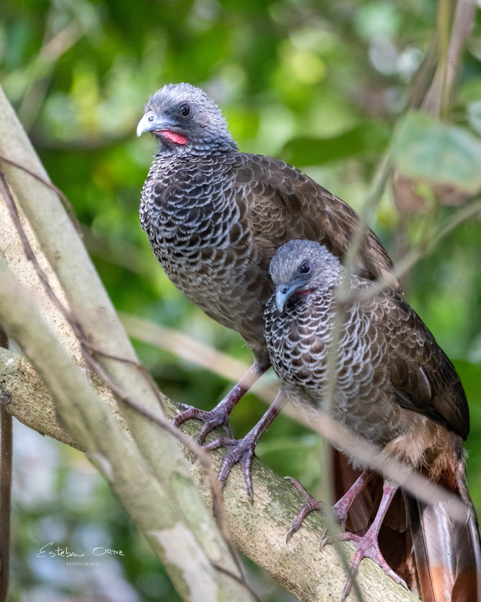 Mother and son: the power on unconditional love. 

Our endemic Colombian chachalaca 
#BirdsSeenIn2024