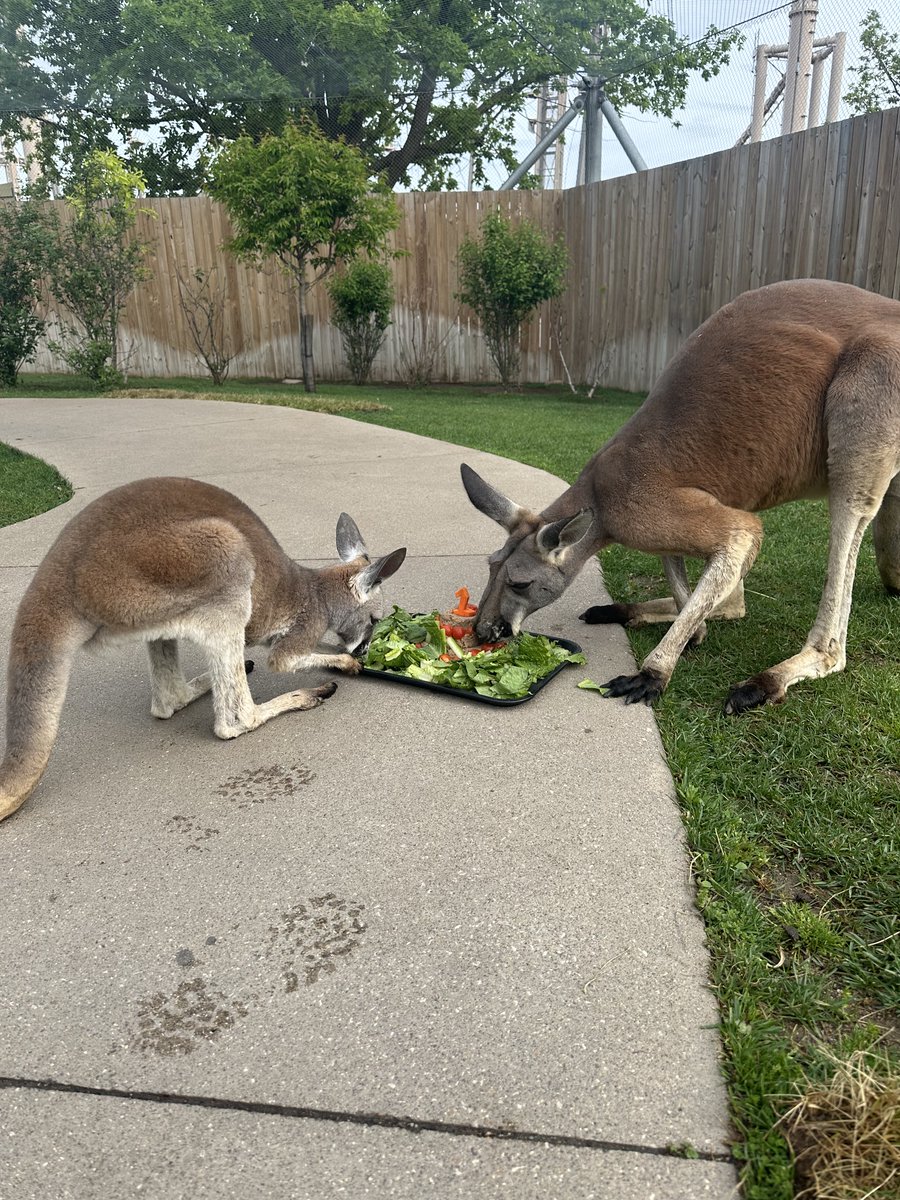 ‘Hoppy’ first #birthday to Marri the baby red kangaroo! 🥳 🦘 To celebrate Marri’s special day, our amazing keepers made the #BirthdayGirl a special cake that even her father James got to enjoy. ❤️ Zoo Babies proudly presented by @PrimroseSchools 📸 by Keepers Kyle & Delaney