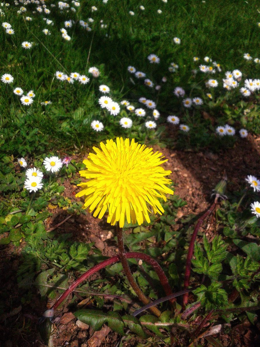 Be like a flower and turn your head towards the sun. ☀️💕 #thursdayvibes #Spring #wildflowers #garden #biodiversity #ThePhotoHour