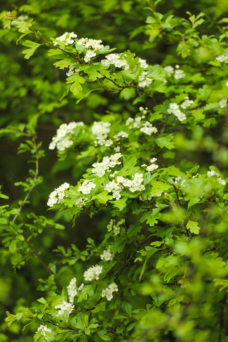 The hawthorn is back in bloom 💚🌼 #springwatch