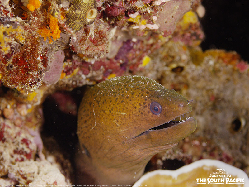 Out of nearly 200 species of eels, this marine creature is the Moray Eel – local to Raja Ampat in West Papua … These eels, along with many others, have razor-sharp teeth and love to snack on smaller marine life such as crustaceans, octopus, squid, and more.