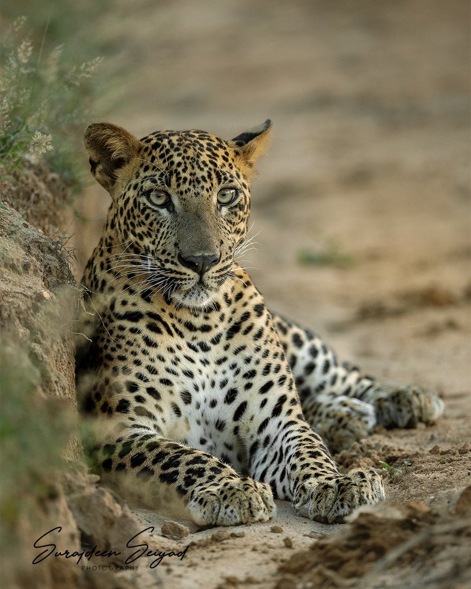 Male Leopard Cub at Yala National Park Sri Lanka

#leopard #natgeo #natgeowild #Natgeoyourshot  #wildcats #bbcearth #SonyAlpha #Nikon #cnntravel #Discovery #planet #photo