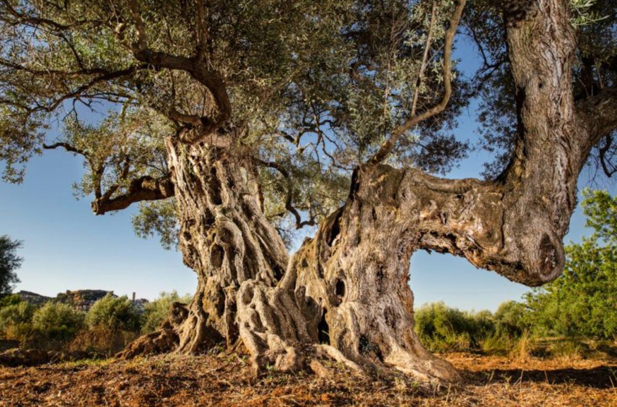 Cervera del Maestre'da bulunan aşağıdaki zeytin ağacı, 2024 yılında İspanya'daki en iyi anıtsal zeytin ağacı ödülünü kazandı