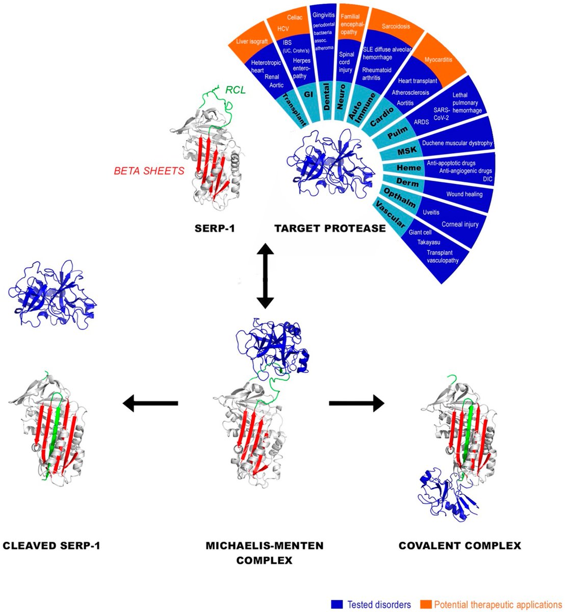 #HighlyAccessedPaper Read now ➡️ 'Viral SERPINS—A Family of Highly Potent Immune-Modulating Therapeutic Proteins' by Alexandra R. Lucas, et al. 👉 brnw.ch/21wJoW8