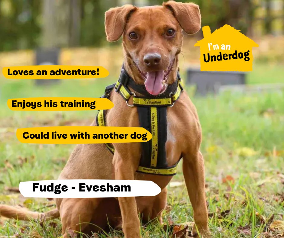 Meet some of our adorable Underdogs looking for their forever homes! Underdogs are dogs who have been in our care for six months, or more💛