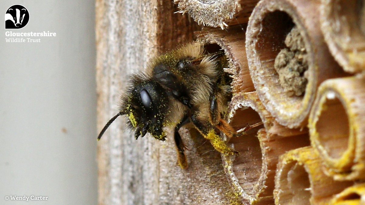 Red mason bees are solitary bees that nest in hollow plant stems, holes in cliffs, and in cavities between brickwork, which is where they get their name. Each female builds its own nest, laying individual eggs in 'cells' with pollen, which she seals with mud.