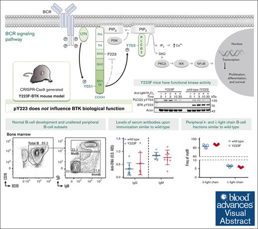 In publications on BTK and its inhibitors, phosphorylation of tyrosine 223 is often considered necessary for complete catalytic activity. ow.ly/p5nV50Rmttj #immunobiologyandimmunotherapy #lymphoidneoplasia