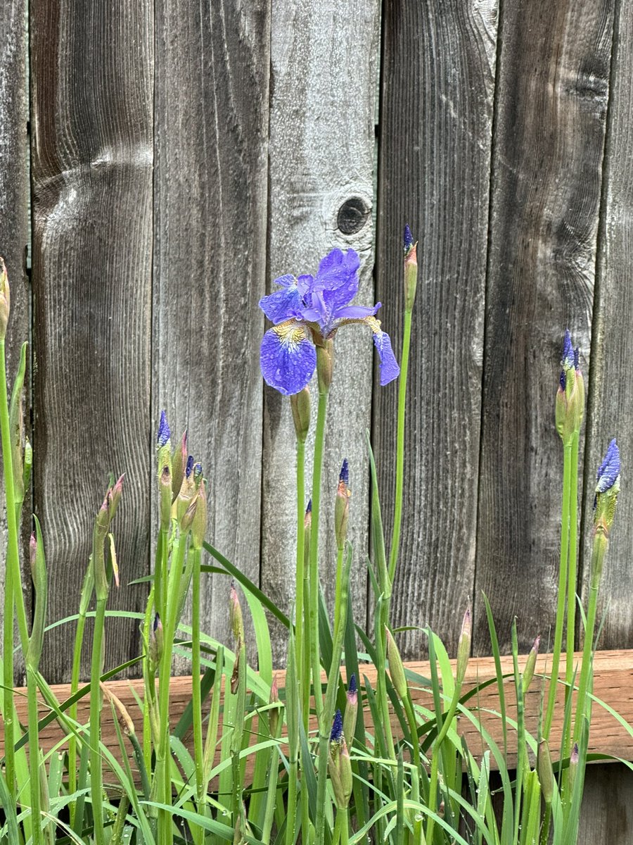 The first iris of the season.