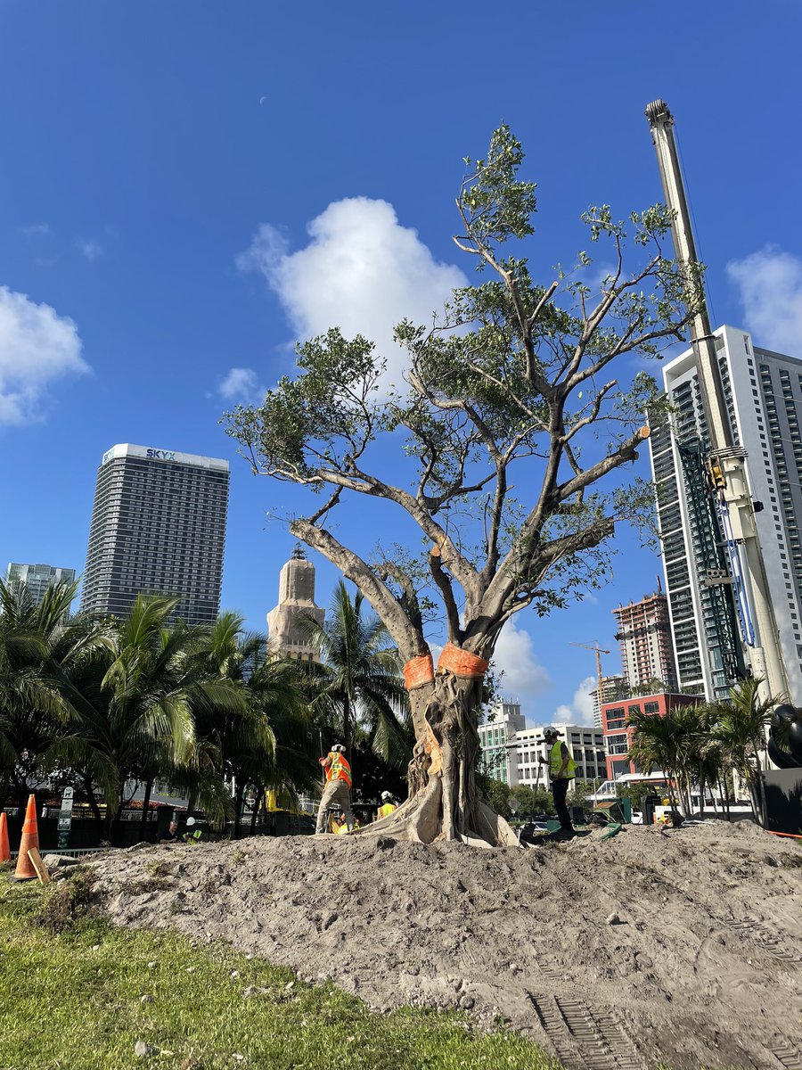 Check out this majestic new tree at Maurice Ferre Park, courtesy of @MIAWorldcenter! Props to the @CityofMiami, and @BayfrontParkMIA for making it happen. Trees play a key role in providing shade, improving air quality, and enhancing our city's beauty. Let's keep 'em coming!