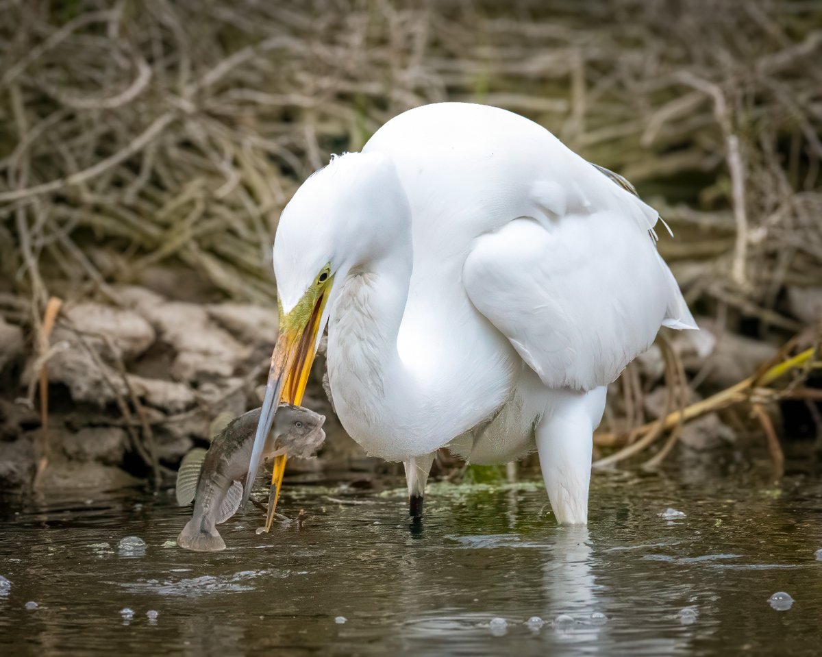 After capturing this tasty morsel and fighting with it a bit, this Great Egret actually dropped it back in the waters of San Elijo Lagoon, CA.  Go figure. #naturephotography #wildlifephotography #greategret #nikonphotography #tamronphotography #sanelijolagoon #california