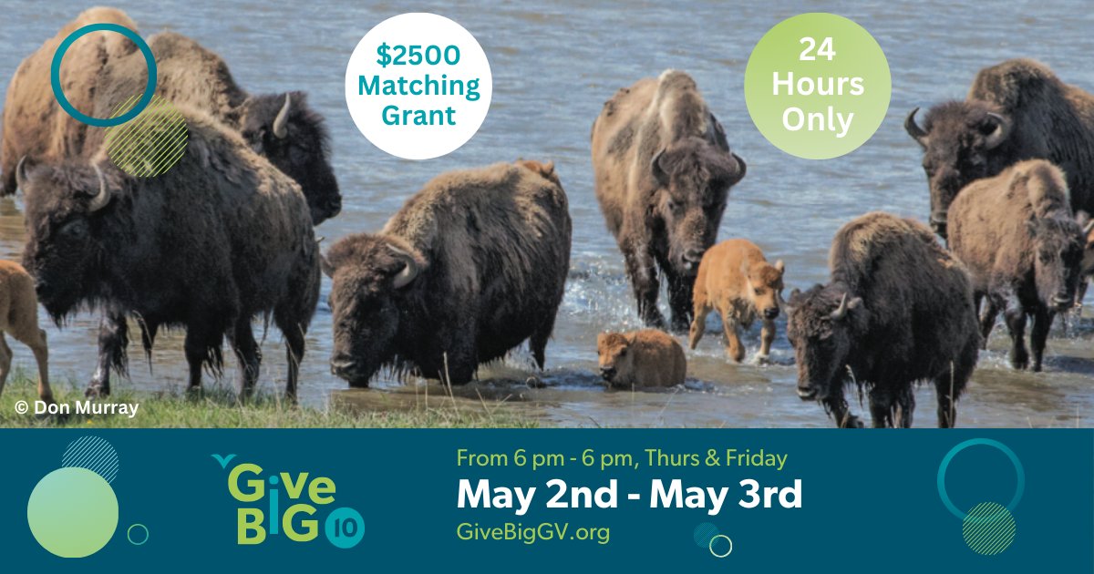 We are proud to be participating in Give Big Gallatin Valley! We also have a matching grant of $2500 courtesy of the Crocker family. Join the herd and show your support for wild Yellowstone bison. Thanks! givebiggv.org/organizations/…