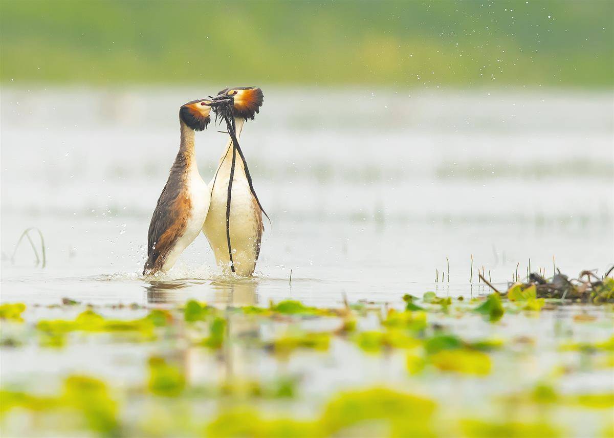 What a couple ❤️🪶
A couple of great crested grebes fell in love in Dayehu Wetland, Huangshi in C China's Hubei Province. Birdwatchers recorded their beautiful moments.

📷 Shi Yong, Gong Shaohua, and Chen Kai

#birds_nature #birdlife #birdlovers #birdphotography #BirdsSeenIn2024…