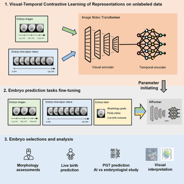 Online Now: A generalized AI system for human embryo selection covering the entire IVF cycle via multi-modal contrastive learning dlvr.it/T6KLq9 #datascience