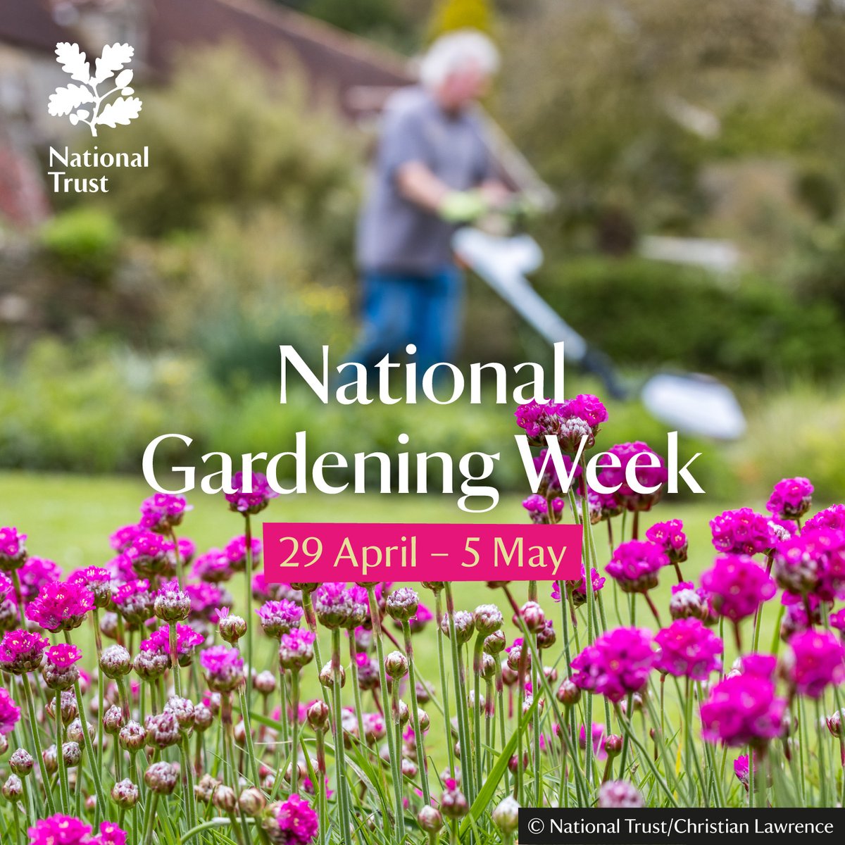 Our volunteers at Mottistone work hard to keep the gardens looking beautiful. This #NationalGardeningWeek, why not pay a visit and discover the gardens for yourself? We're open every day from 10.30am-5pm. Plan a visit at bit.ly/MottistoneGard… #MottistoneGardens #NationalTrust