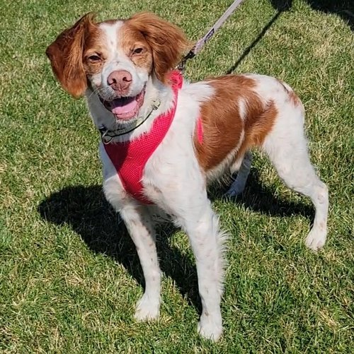 🧡 ADOPT ME! 🧡 Hi friends! I'm #ABRfoster Willie 'Doc Bird' from Minnesota! I'm 9 years young, looking for my forever home! Learn about me on the website: loom.ly/MOXexGA #AdoptMe #ABR #AmericanBrittanyRescue #ABRMidwest #ABRMinnesota #FosterDog #FosterBrittany