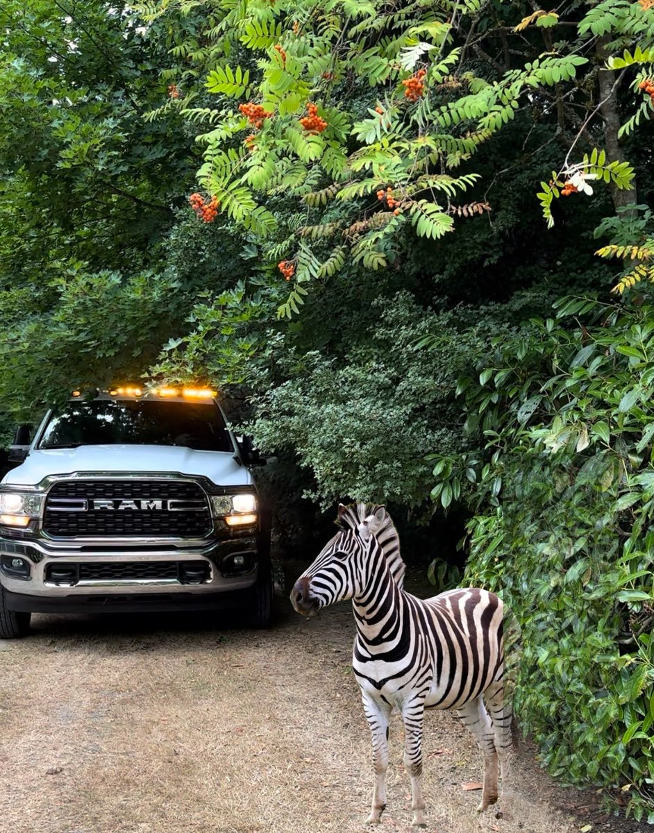 The 4th Zebra loves Frank’s Towing 🦓 
#NorthBendZebra #Zebra #NorthBend #NorthBendWA #FranksTowingAndRecovery #FranksTowing #Towing #TowTruck #WA #SeattleWA #PNW #TowingAndRecovery #SmallBusiness #FamilyOwned #Truck
#SlowDownMoveOver #Tow #TowLife
#SlowDownMoveOverItsTheLaw #FYP