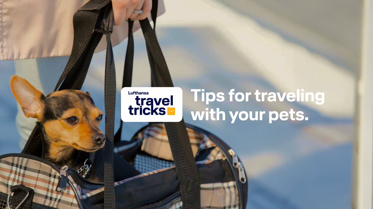 Ready to em(bark) on your next adventure with your furry companion? Looking for tips on how to make your journey a breeze? Don't miss our traveltricks video packed with tips for traveling smoothly with your pet! From preparing their vital documents to keeping them comfy…