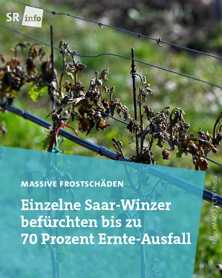 Die Frosteinbrüche in letzter Zeit haben den Obstbauern und Winzern im #Saarland schwer zu schaffen gemacht. Sie befürchten Ernteausfälle. kurz.sr.de/fb-ernteausfal…