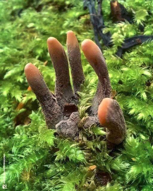 Ceci est un champignon !! Oui oui !! Pas Belle la nature Le champignon Xylaria polymorpha ressemble étrangement à une main sortant du sol ! Il est d'ailleurs communément appelé par les Anglo-Saxons « dead man's finger », l'équivalant de doigt de l'homme mort. Ce drôle de…