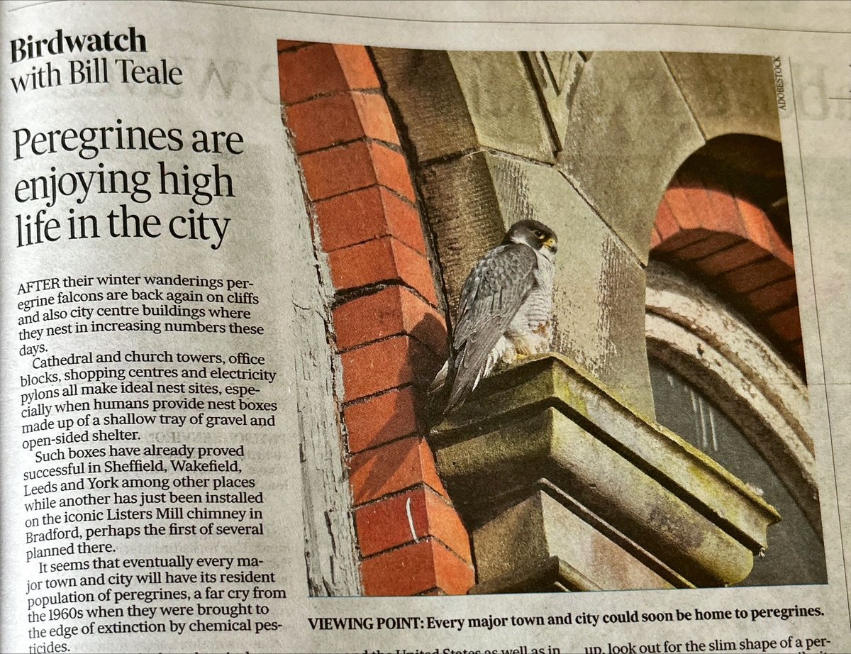 How do we add Barnsley to the list of towns with Peregrines? @BarnsleyCouncil Are they seen over town @Barnsleybsg ? Top of the town hall? From @yorkshirepost