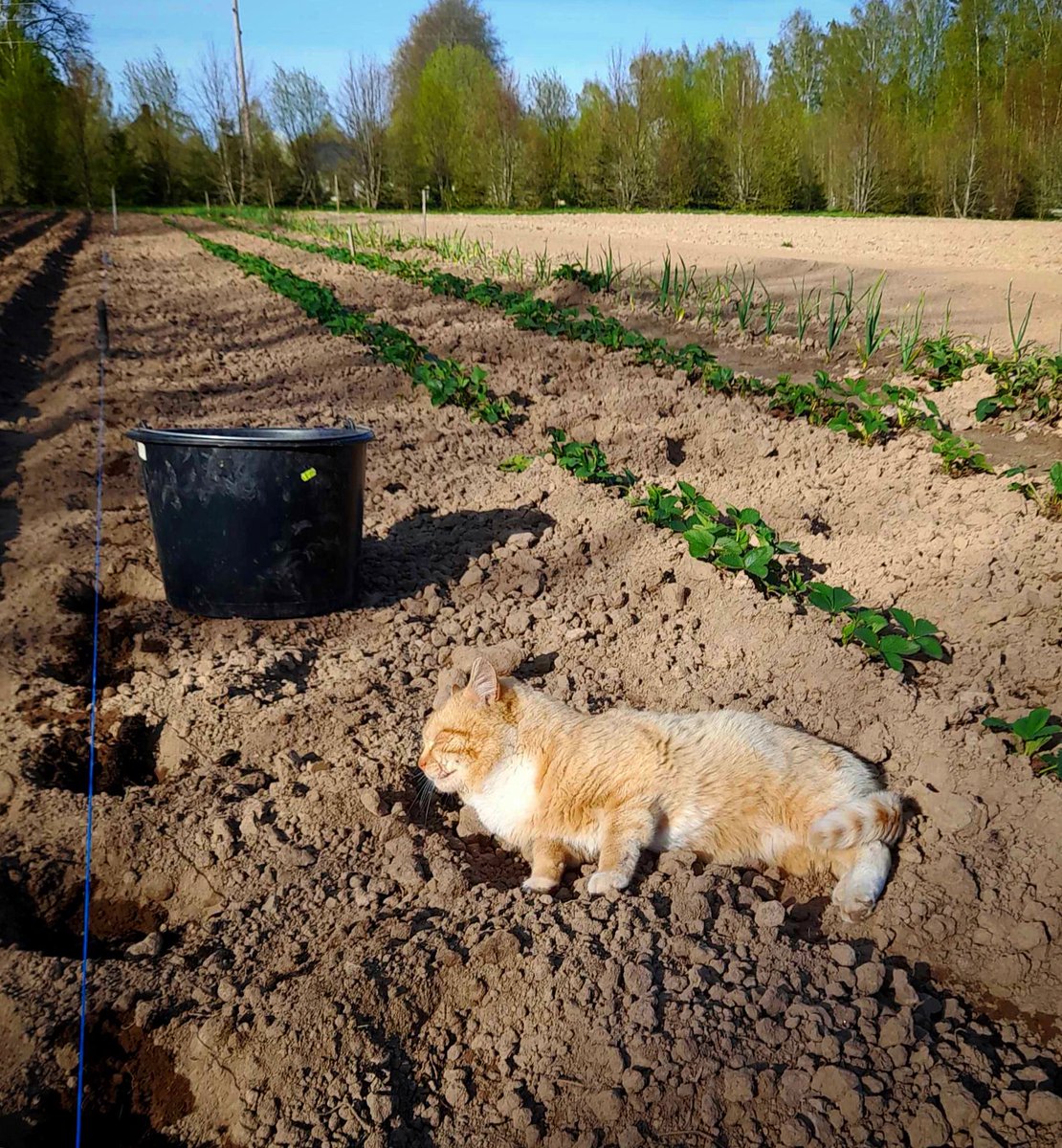 vkoralis's tweet image. KAIMIŅŠ IERADĀS PALĪDZĒT
… bet aizmiga. 😀🙏

#kaimiņš #runcis #pavasaris #draudzība #zemenes