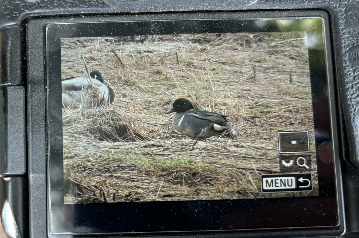 Chuffed to have just found this long overdue patch find/tick! Green-winged Teal. Otter Estuary NR, Budleigh Salterton. Think it’s a 2nd for site. 😜@PatchBirding