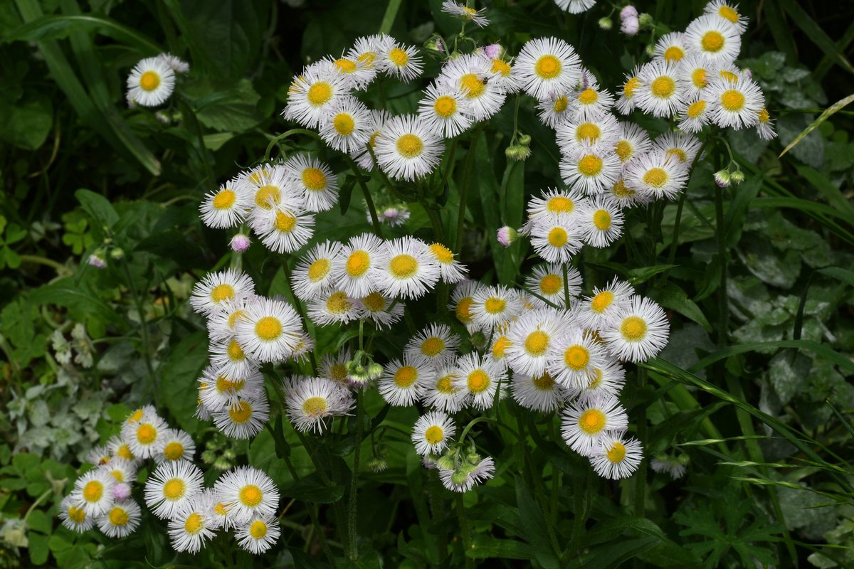 Philadelphia Fleabane, probably #wildflowers #wildflowerphotography #nature #naturePhotography #flowersinthepark #Tokyo #Japan