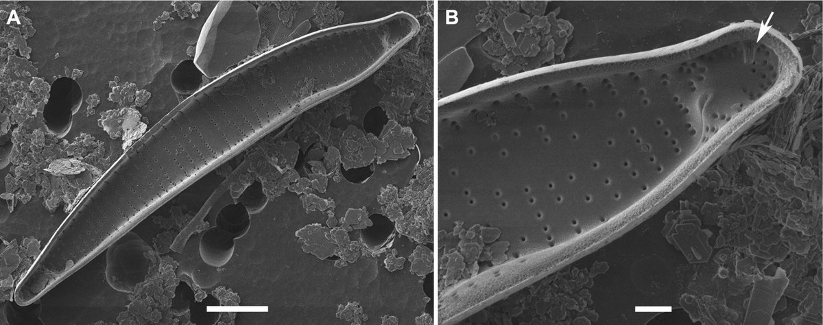 The Yangambi Biosphere Reserve in #DRCongo still holds opportunities for scientific discovery. In its streams and rivers, a new Actinella #diatom was found and here described.

➡️doi.org/10.5091/plecev…