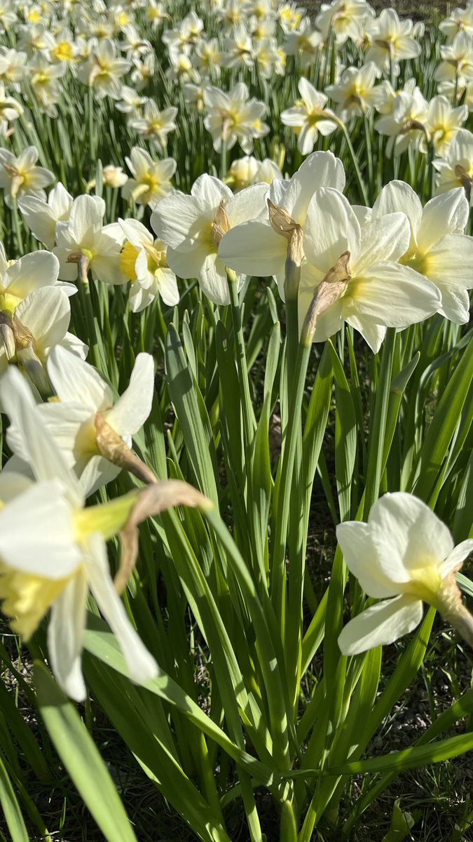 It is what it is - hanging out with friends  #daffodils #Narcissus #perennials #springblooming #springflowers #narsissi #kevät #gardening #GardeningX #garden #thePhotoHour #MacroHour #channel169 #photography #flowerphotography #水仙