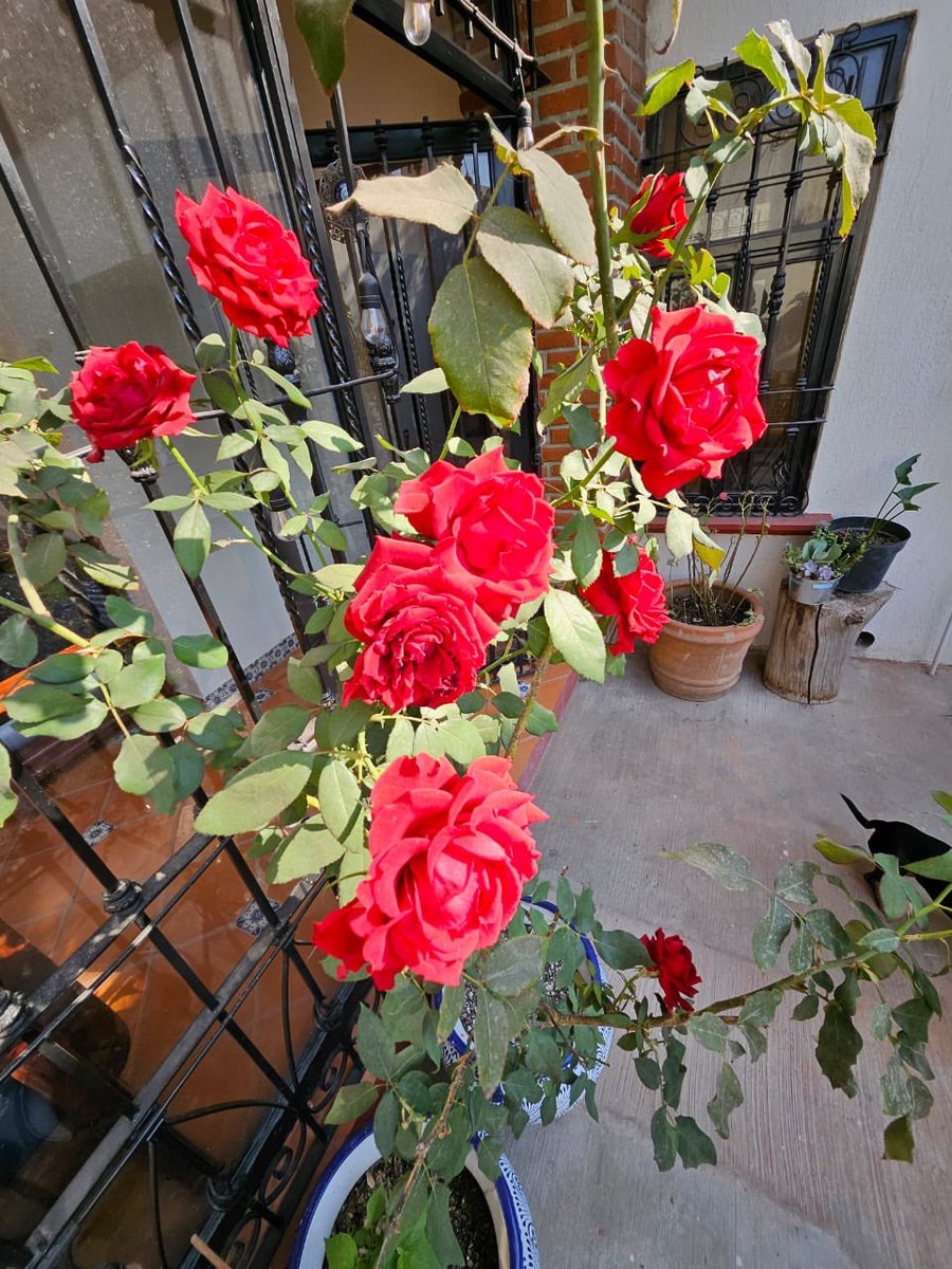 Buenos días, quiero compartirles  que hoy; al salir a mi patio, vi lo bonito que florencen mis rosales. 
#Atlixco de las flores, tierra bendita donde los sueños se hacen realidad. 
¡A trabajar duro para no fallarles!