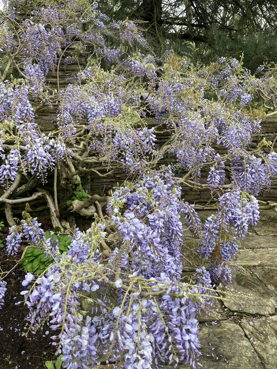 The wisteria flowering beautifully against the stone wall.

#wisteria #spring #gardens #flowering #stonewall #hestercombegardens #beautifulgardens