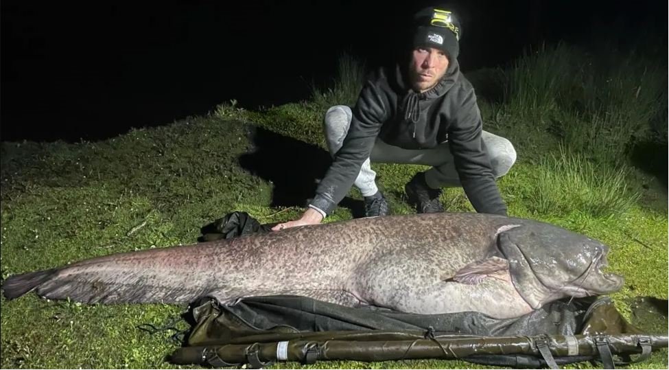 Angler catches UK's 'biggest-ever fish', at 143lb (64.4kg) – what could they be feeding on in our rivers, to make them grow like this?