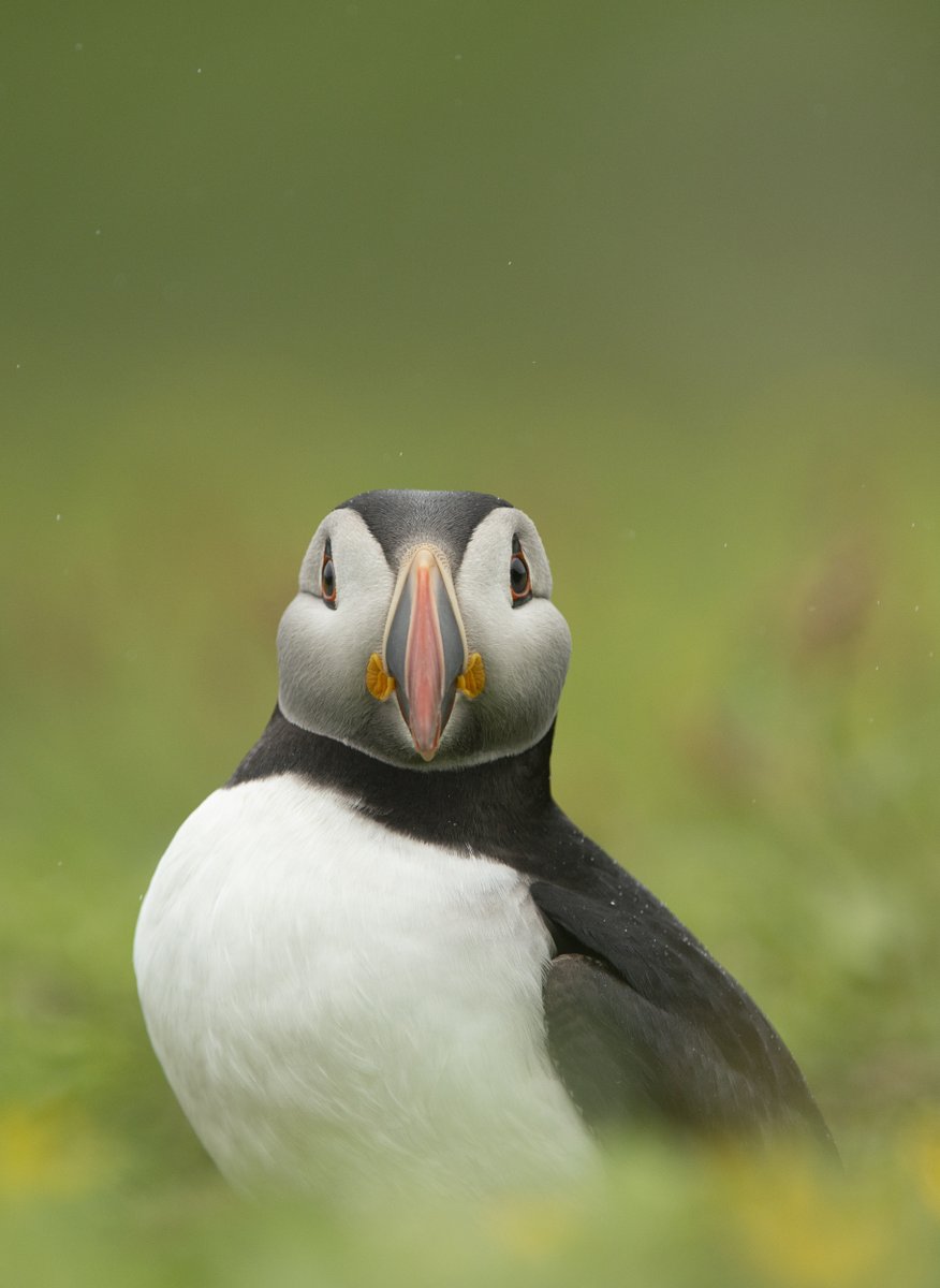 ATTENTION TEACHERS🧑‍🏫 As part of @KSBScotland's #NaturalScotlandWeek, we're running a special online lesson where pupils can learn all about birds such as Puffins, Wrens and Corncrakes. Suitable for P4 - S2, find out more and sign up here 👇 keepscotlandbeautiful.org/climate-action…