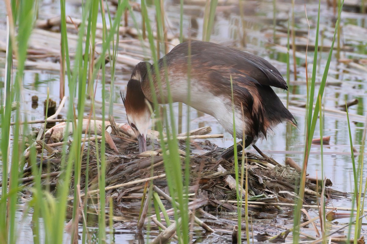 Changeover time at the Radipole lake Great Crested Grebes nest Tuesday morning. Won't be long before the reeds obscure the view completely.